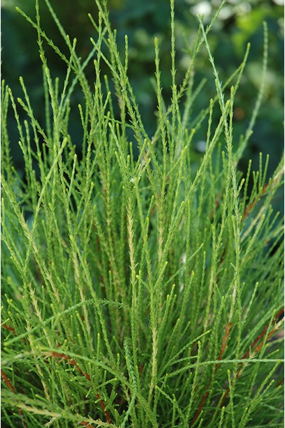 Декоративная хвоя туи восточной Фрэнки Бой